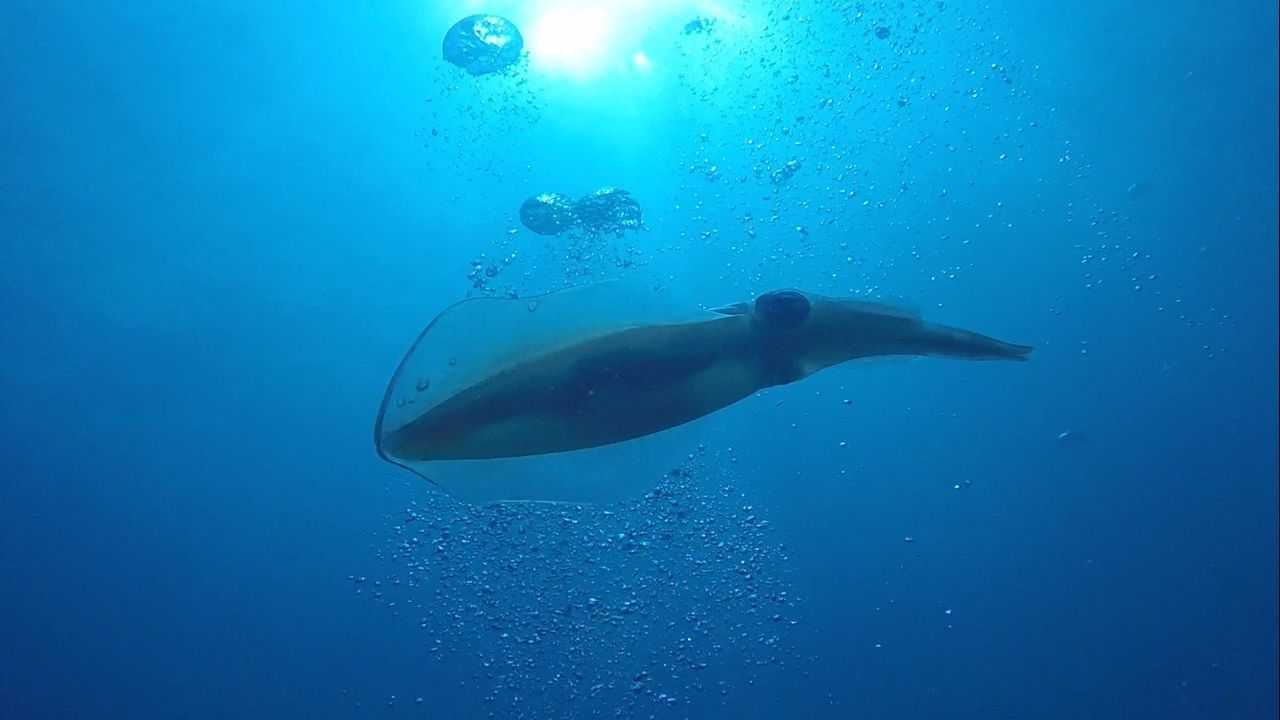 UNDERWATER VIEW OF BUBBLES