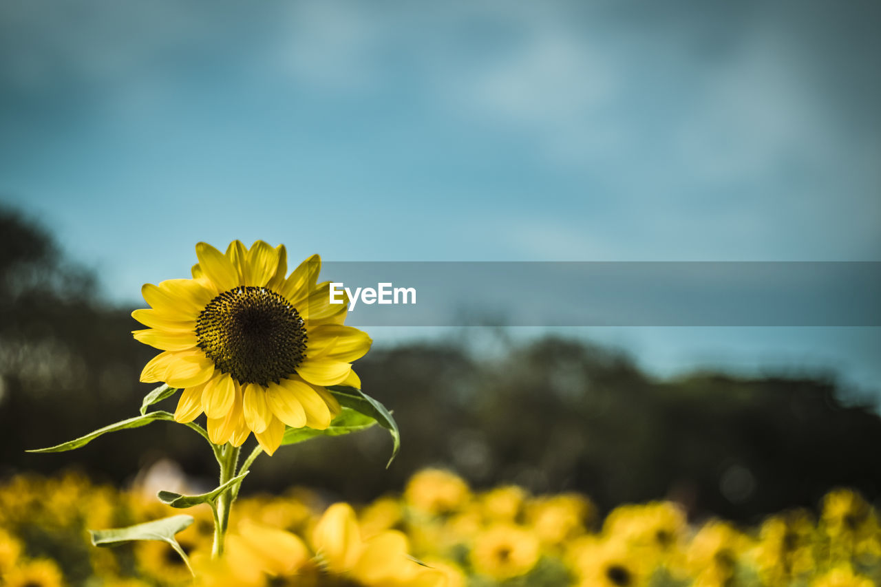 CLOSE-UP OF YELLOW SUNFLOWER ON FIELD