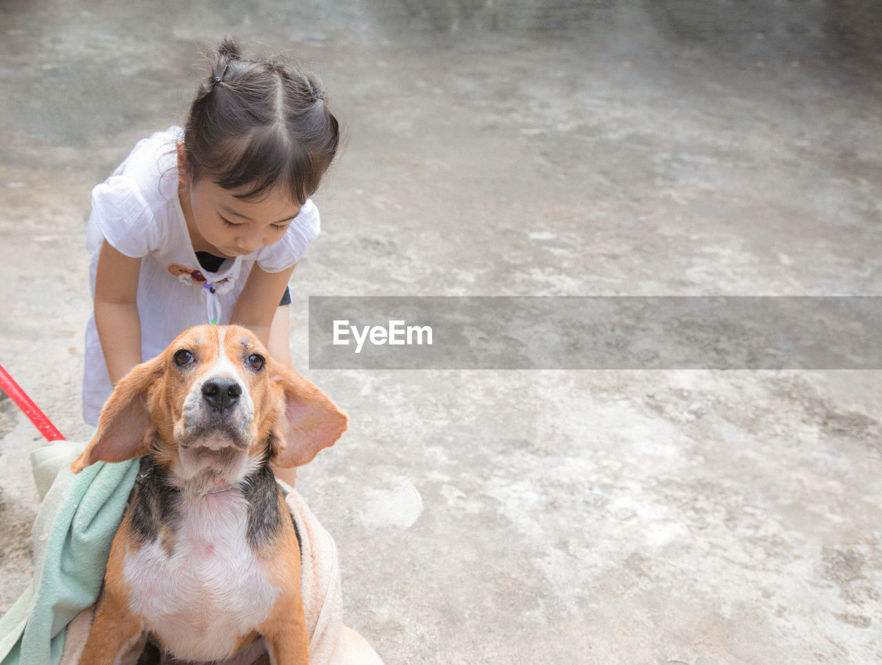 CLOSE-UP OF A DOG LOOKING AT CAMERA