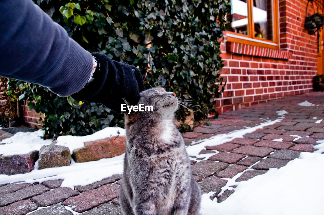 Cropped hand petting cat on snow covered footpath