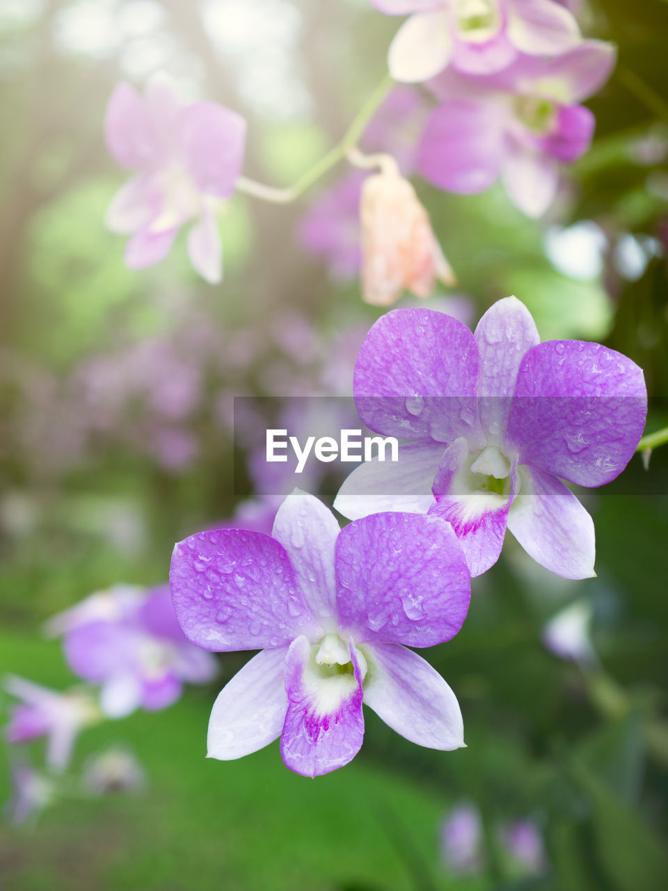 CLOSE-UP OF PURPLE FLOWER