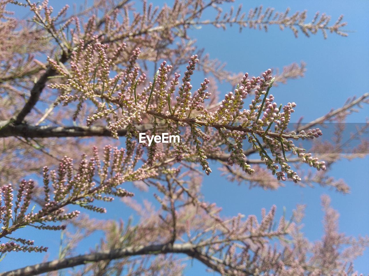 Low angle view of cherry blossoms against sky