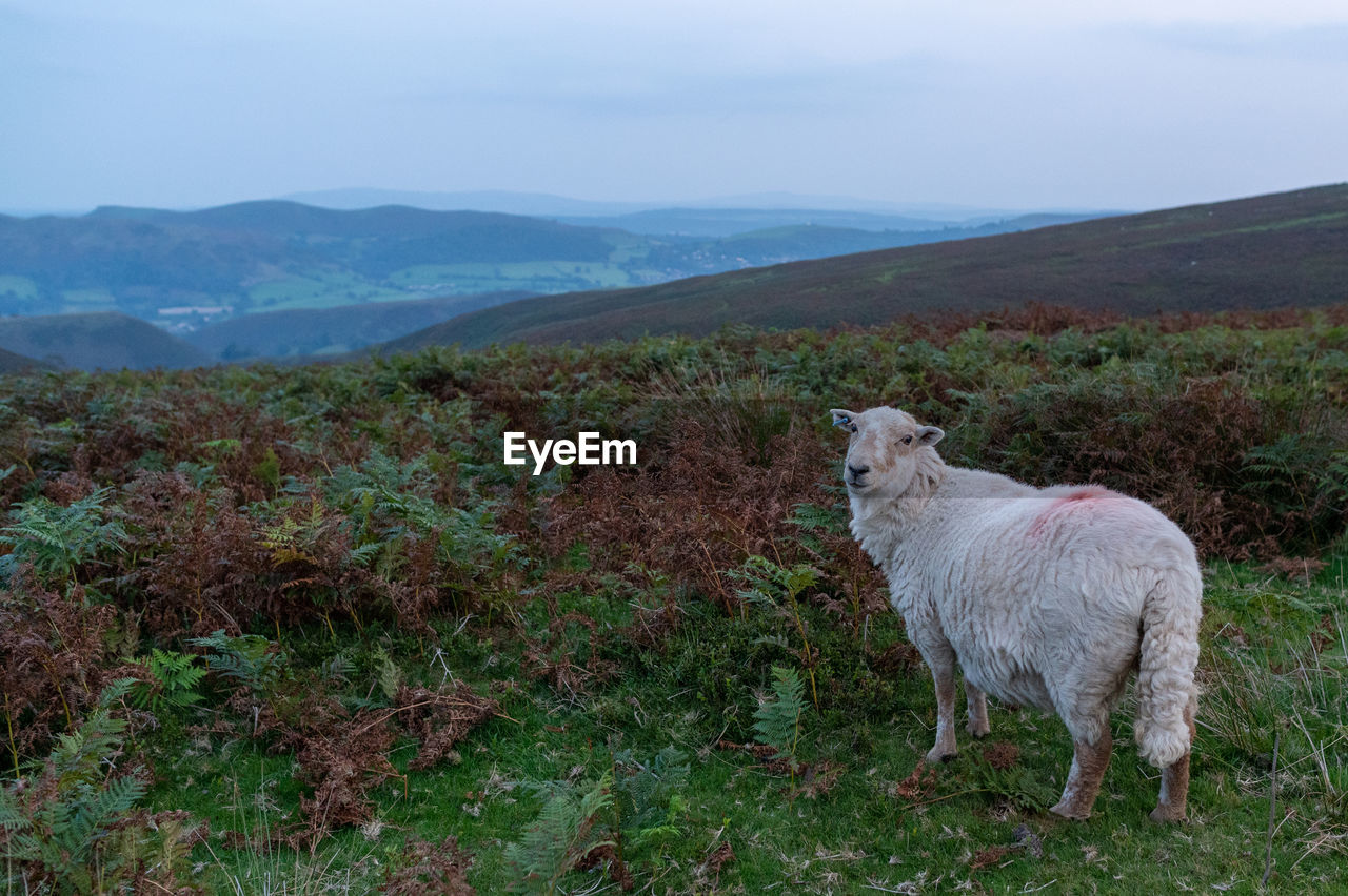 Sheep looking over long mynd