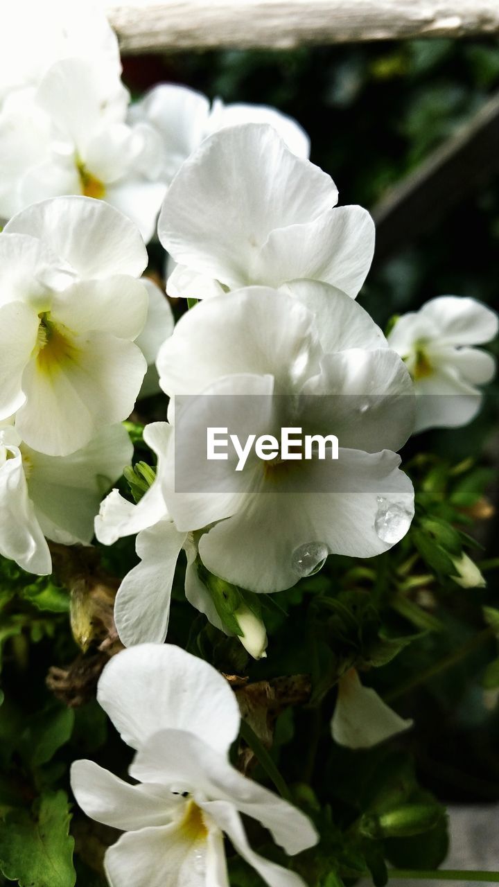 CLOSE-UP OF WHITE FLOWERS BLOOMING