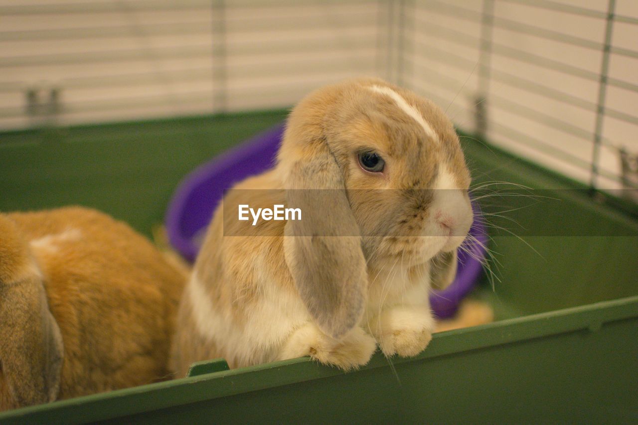 Rabbits in container