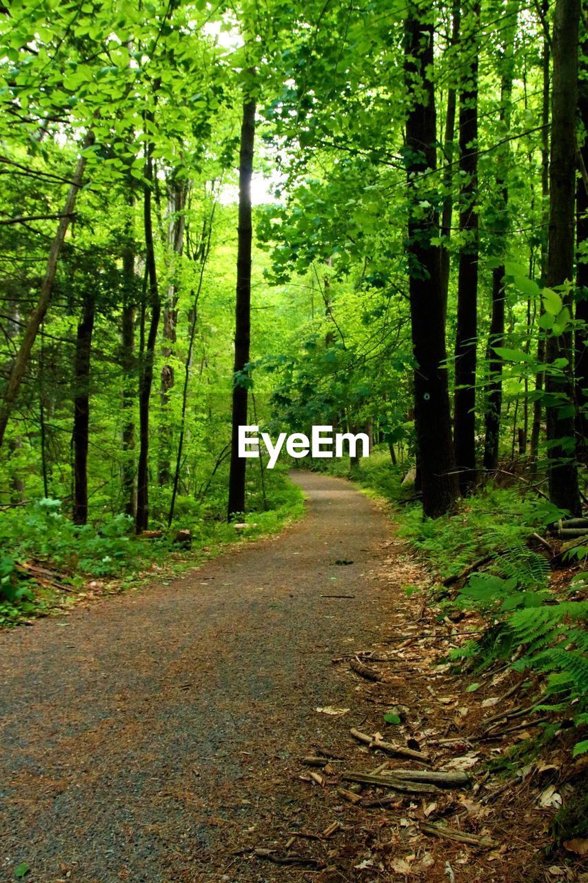 DIRT ROAD IN FOREST