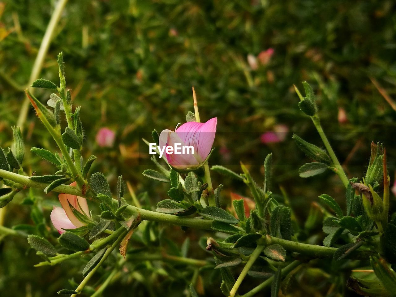 CLOSE-UP OF PINK FLOWER PLANT