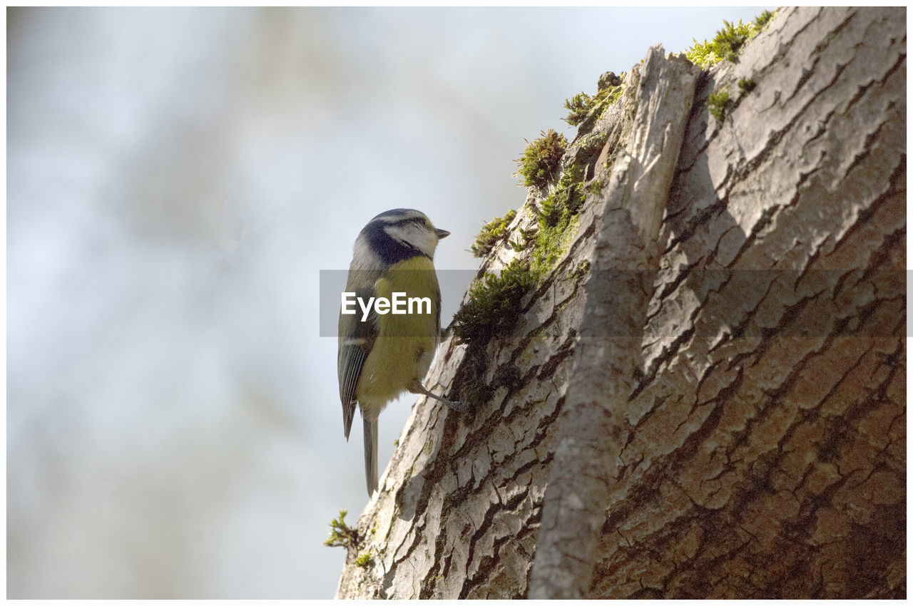 BIRD PERCHING ON A TREE