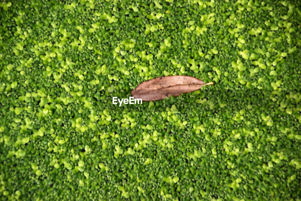 HIGH ANGLE VIEW OF LEAF ON GRASS