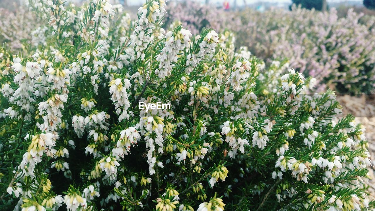 CLOSE-UP OF FLOWER TREE