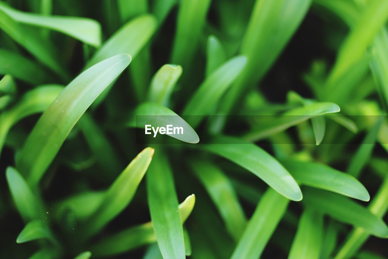 Close-up of leaves