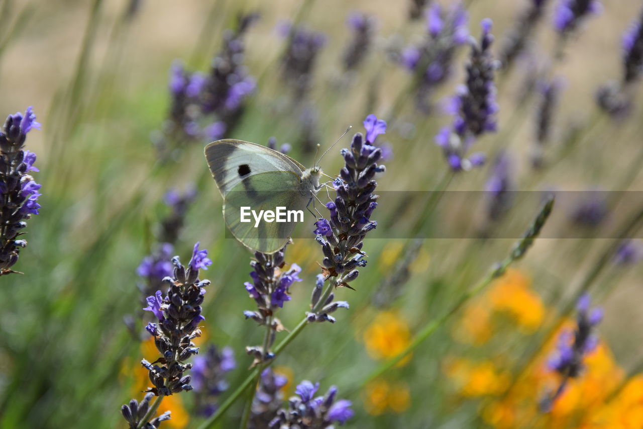 CLOSE-UP OF BUTTERFLY POLLINATING ON PURPLE FLOWER