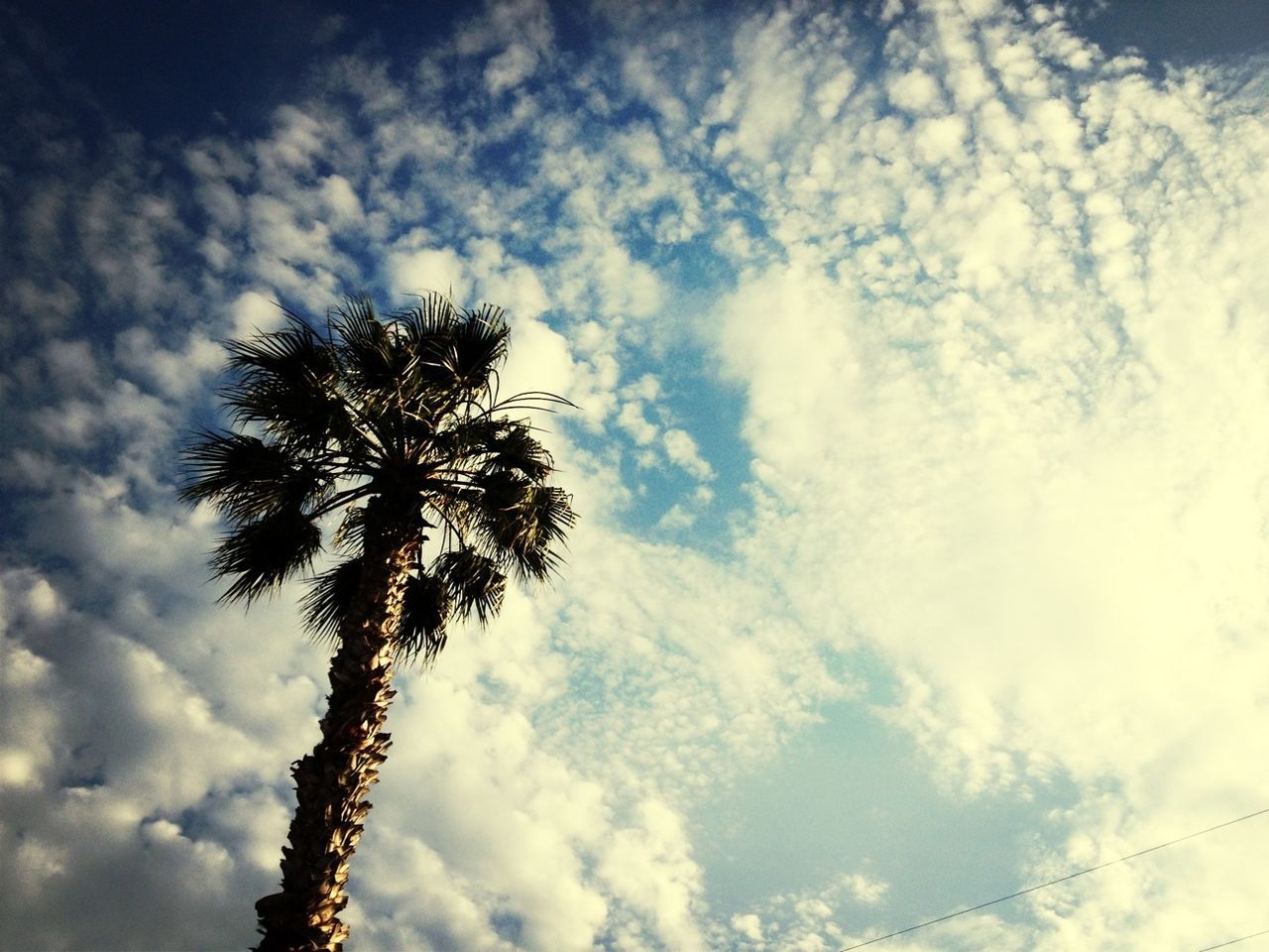 Low angle view of palm tree against the sky