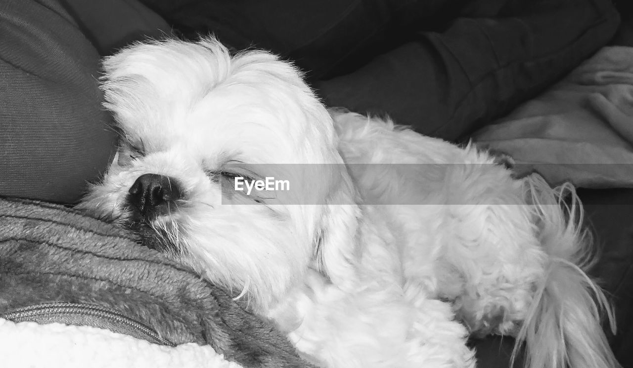 CLOSE-UP OF DOG LYING DOWN ON SOFA