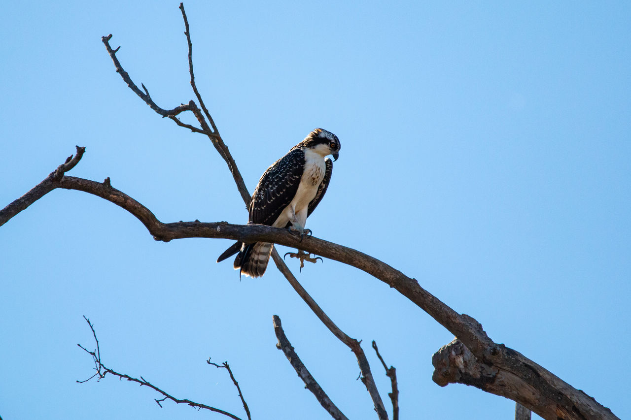 animal wildlife, animal, animal themes, wildlife, bird, perching, tree, branch, sky, nature, one animal, clear sky, plant, blue, bird of prey, no people, low angle view, outdoors, full length, bare tree, sunny, beauty in nature, day, eagle