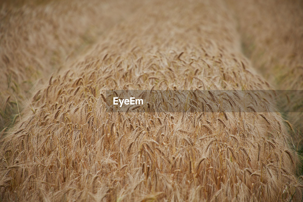 CLOSE-UP OF CROPS