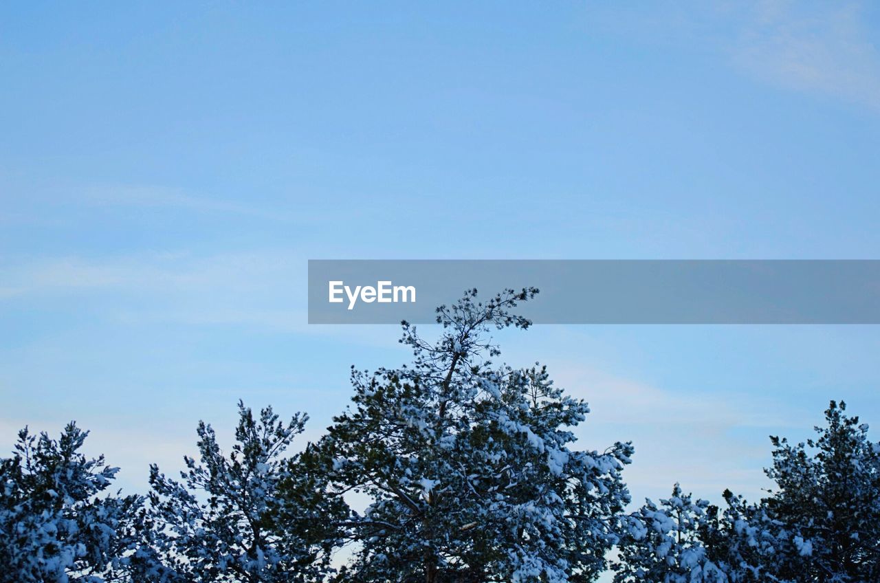 LOW ANGLE VIEW OF TREES AGAINST SKY