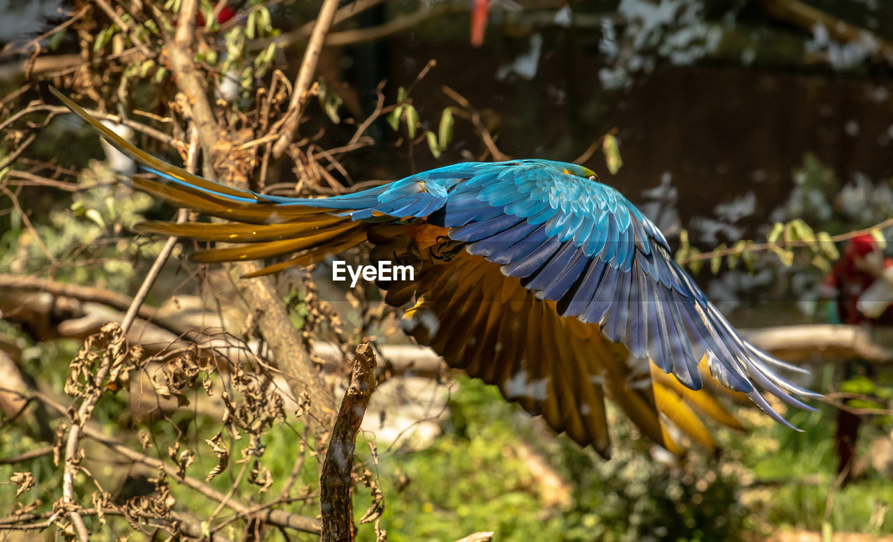 CLOSE-UP OF BIRD FLYING OVER PLANTS