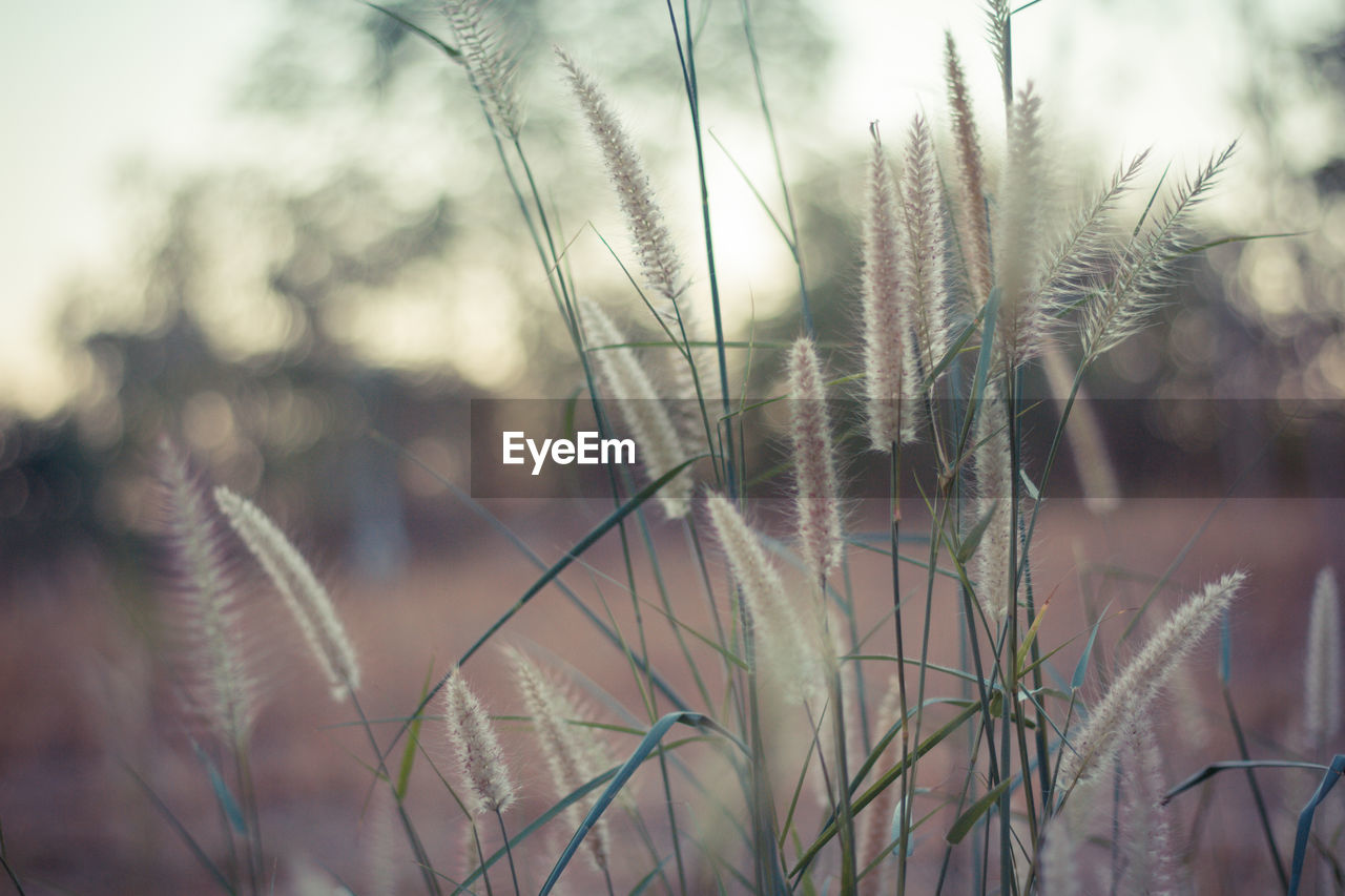 Close-up of stalks against blurred background