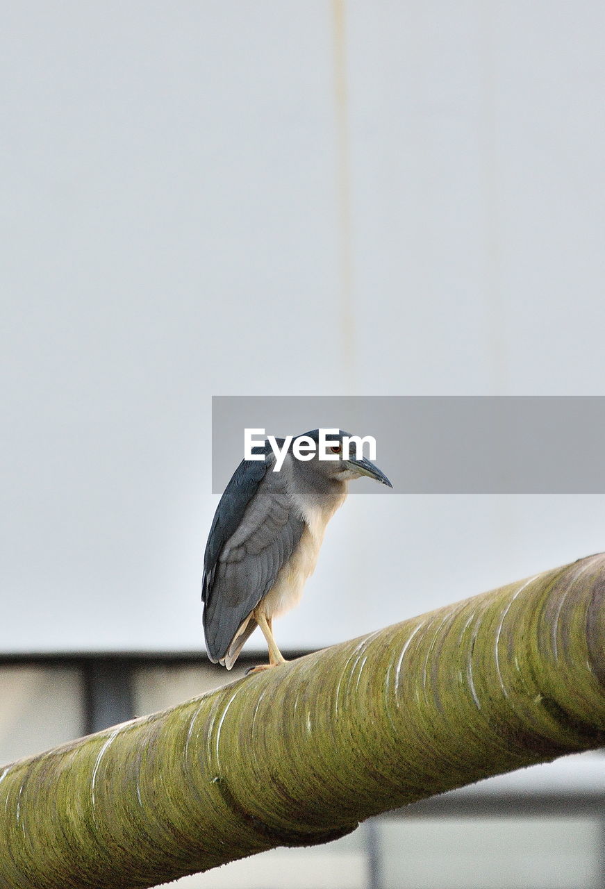 Low angle view of black crowned night heron perching on pipe