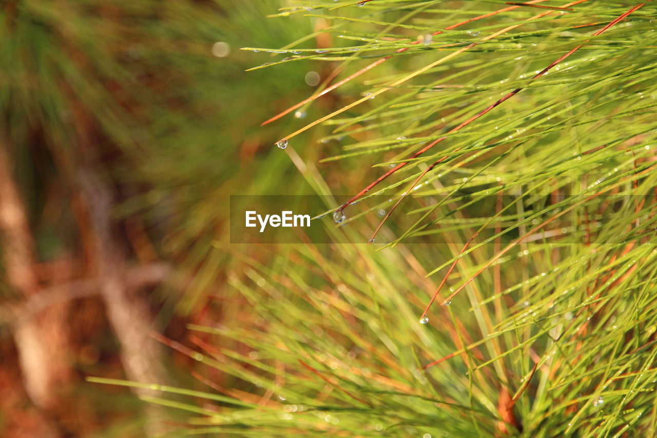 CLOSE-UP OF INSECT ON GRASS