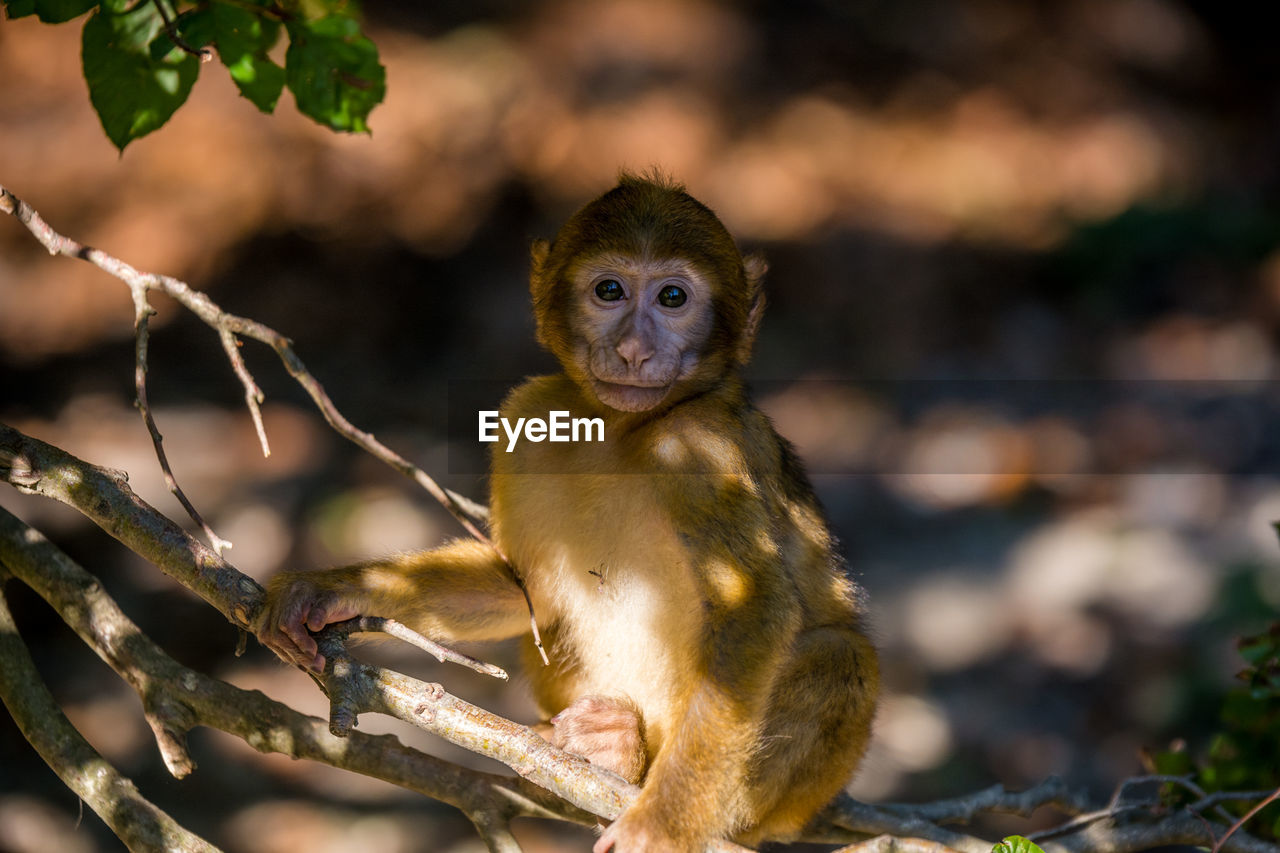 Portrait of barbary macaque sitting on tree