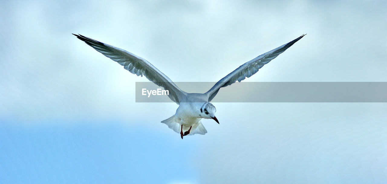 LOW ANGLE VIEW OF SEAGULL FLYING IN SKY