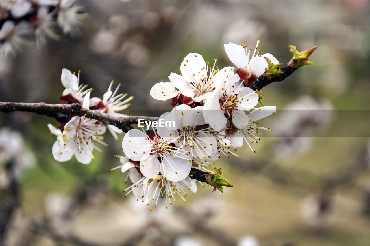 Natural backgrounds with blossom delicate apricot flowers. apricot's blooming branch in the garden.