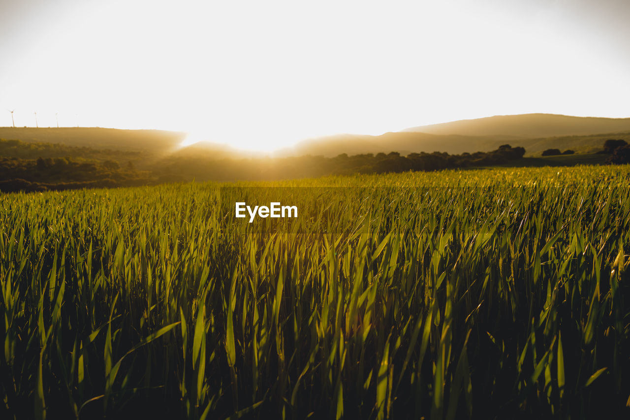 SCENIC VIEW OF CROP FIELD AGAINST SKY