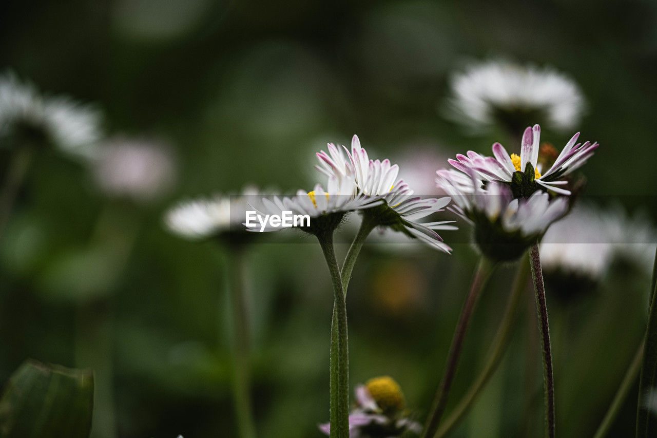 flower, flowering plant, plant, freshness, beauty in nature, nature, fragility, close-up, macro photography, growth, flower head, petal, focus on foreground, no people, inflorescence, wildflower, blossom, daisy, meadow, grass, plant stem, outdoors, green, white, selective focus, springtime, botany, day, environment