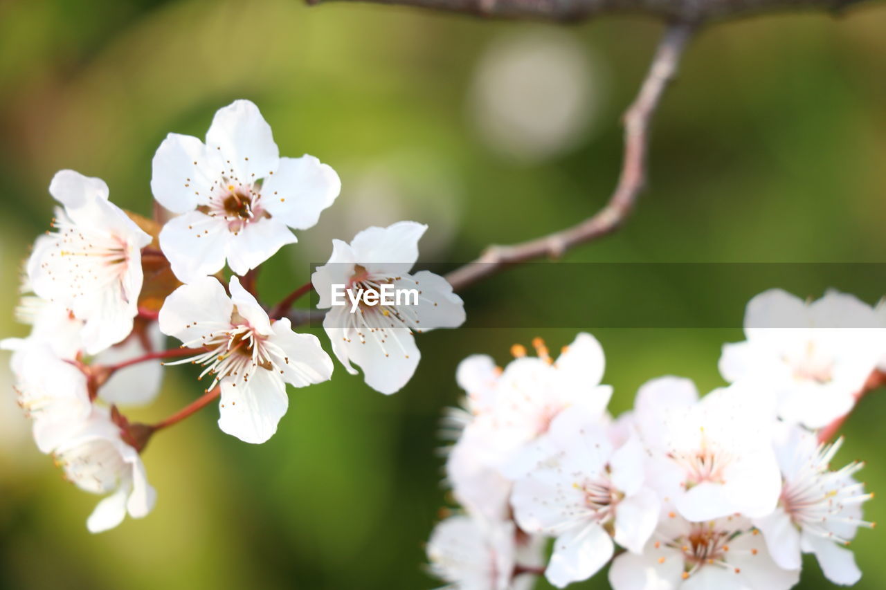 CLOSE-UP OF CHERRY BLOSSOM