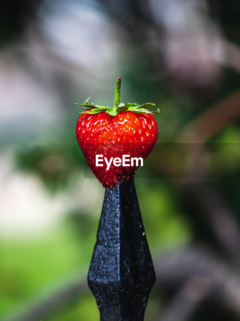 Close-up of wet red berries on plant