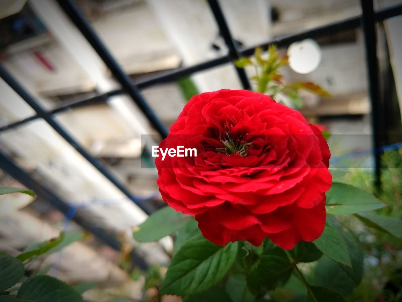 Close-up of red rose