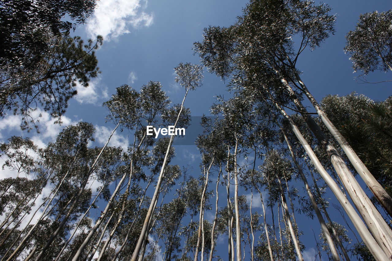 Low angle view of pine trees against sky