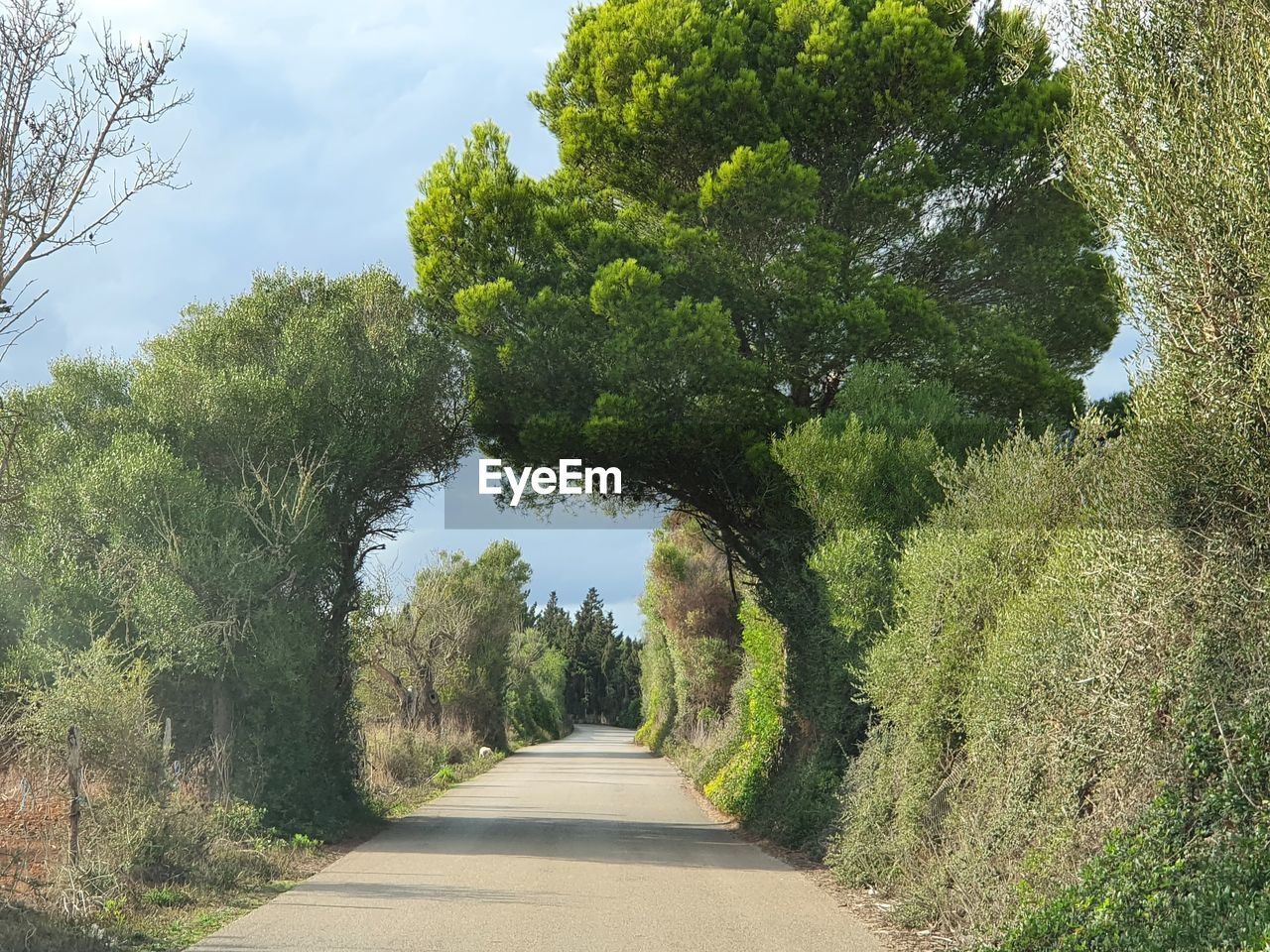 plant, tree, the way forward, road, nature, green, transportation, growth, sky, beauty in nature, footpath, no people, day, diminishing perspective, tranquility, outdoors, sunlight, landscape, scenics - nature, rural area, vanishing point, environment, land, non-urban scene, woodland, leaf, tranquil scene, flower, shrub, cloud, autumn, travel, street, treelined