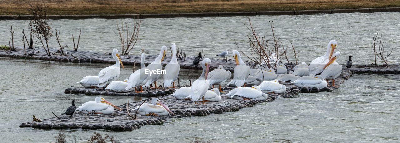 SWANS IN LAKE