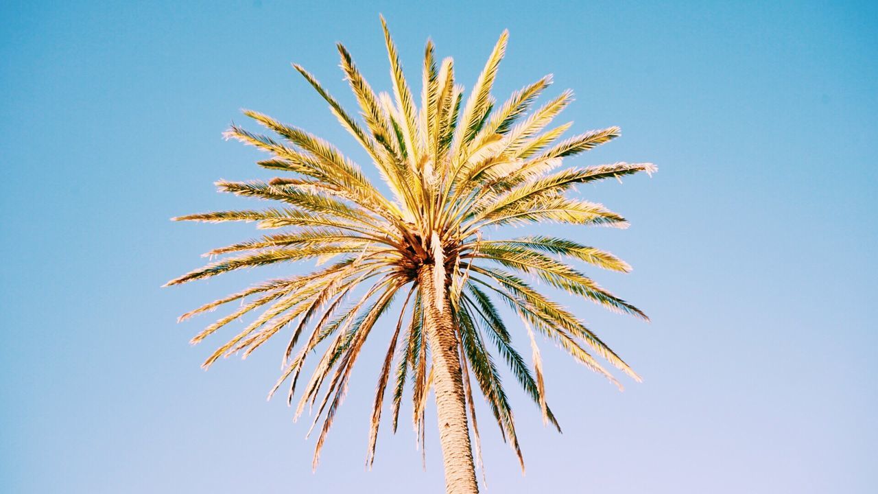 LOW ANGLE VIEW OF PALM TREES AGAINST CLEAR BLUE SKY