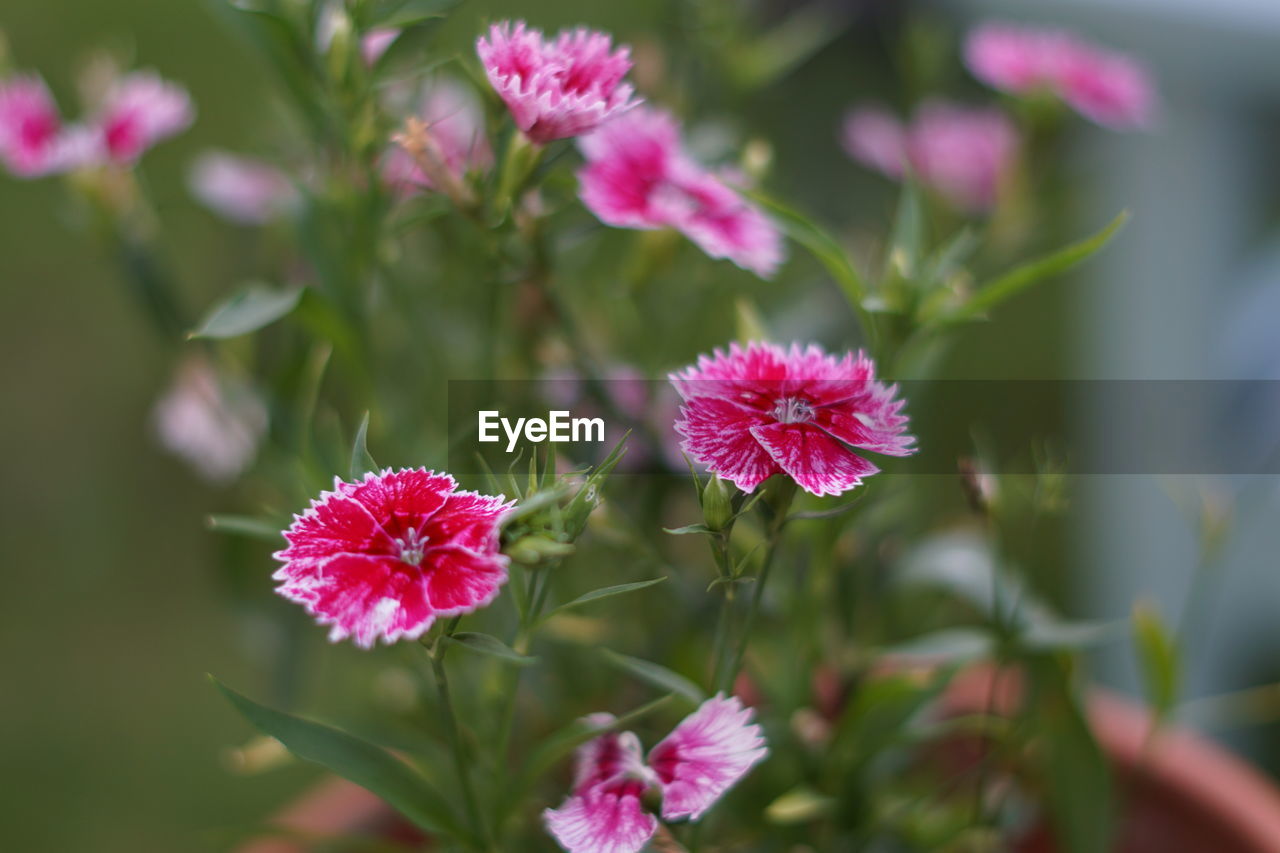 CLOSE-UP OF PINK FLOWERS