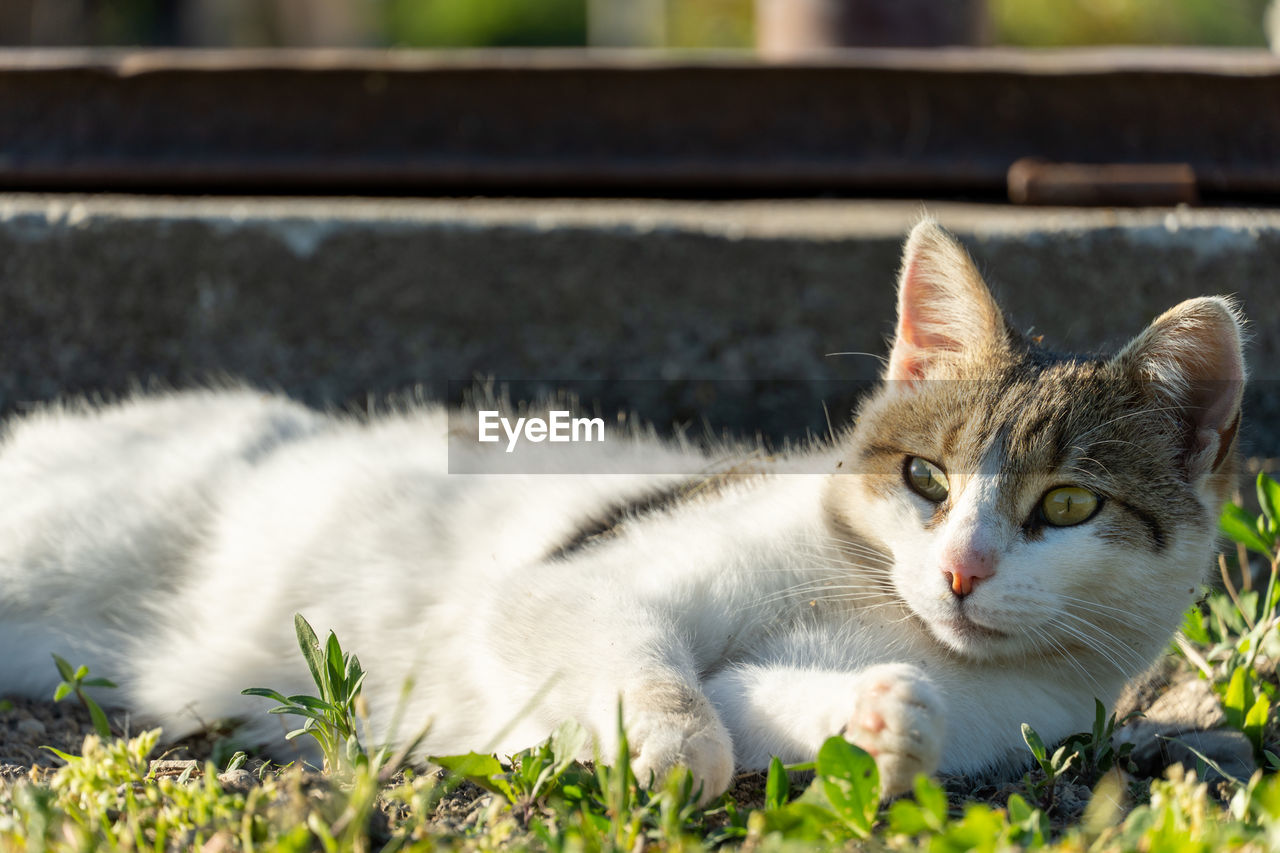 CLOSE-UP PORTRAIT OF CAT RESTING