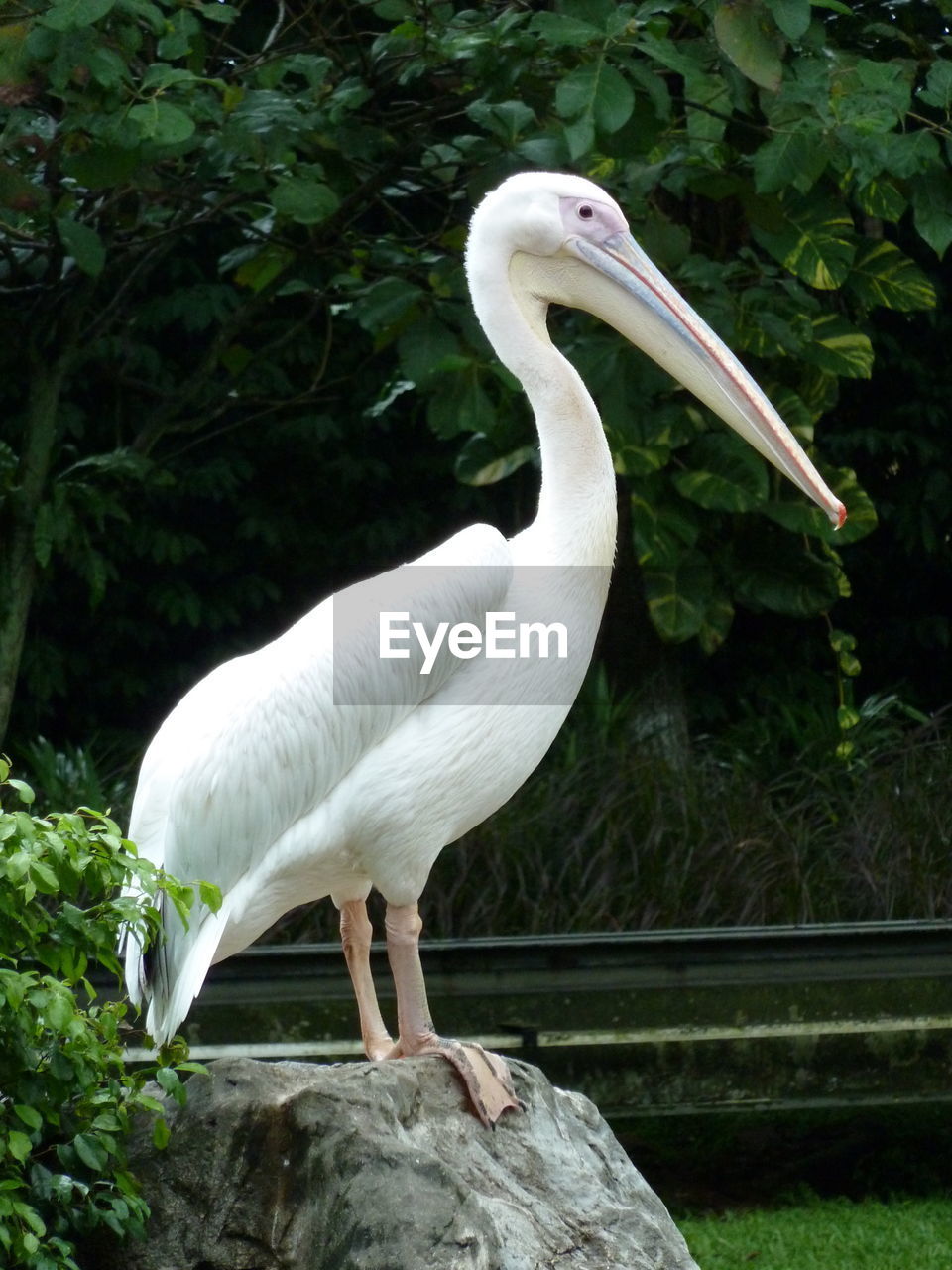 WHITE BIRD PERCHING ON ROCK AGAINST TREES