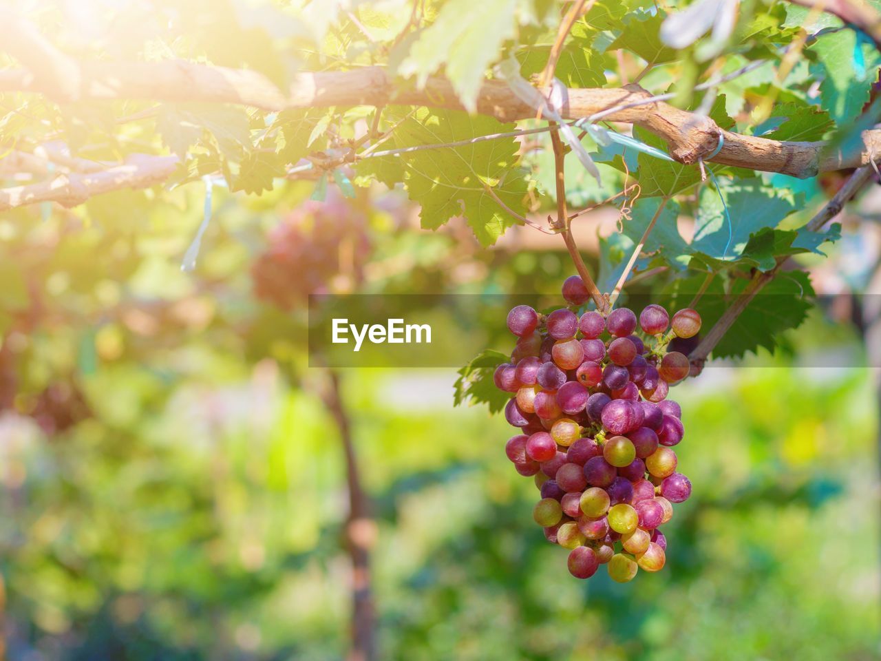 CLOSE-UP OF FRUITS ON TREE