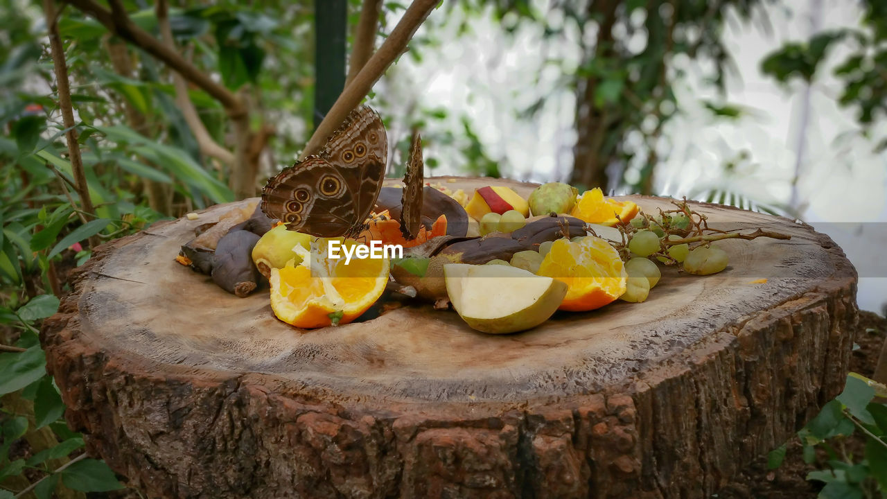 Close-up of butterflies on rotten fruits