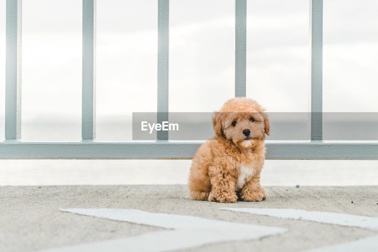 Brown white poodle puppy sitting on the floor