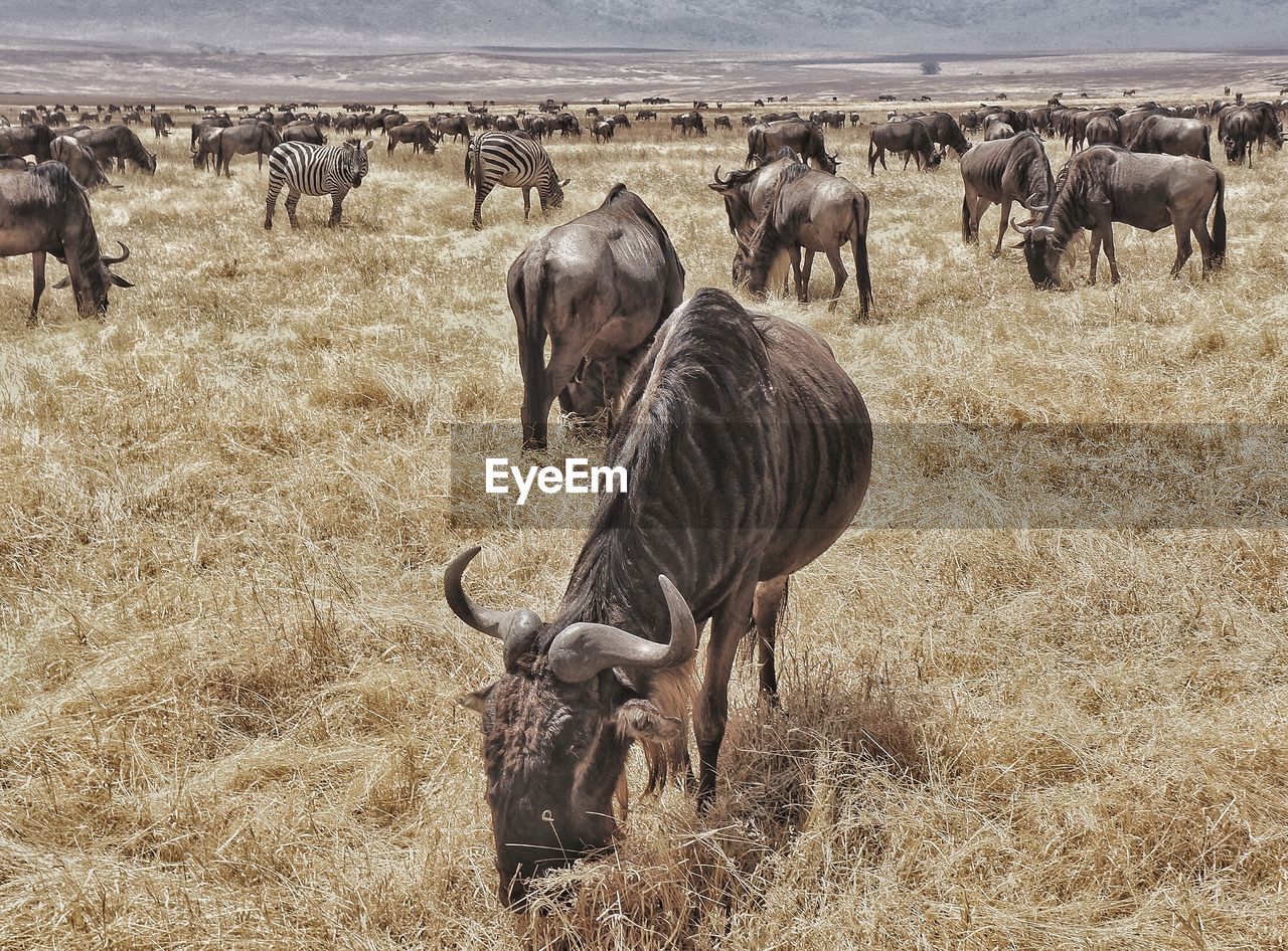 Wildebeests grazing on field