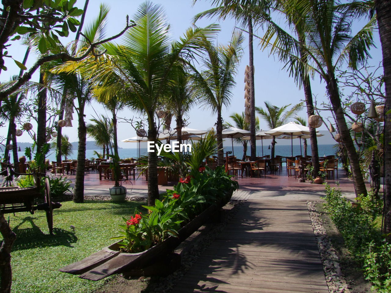 VIEW OF PALM TREES