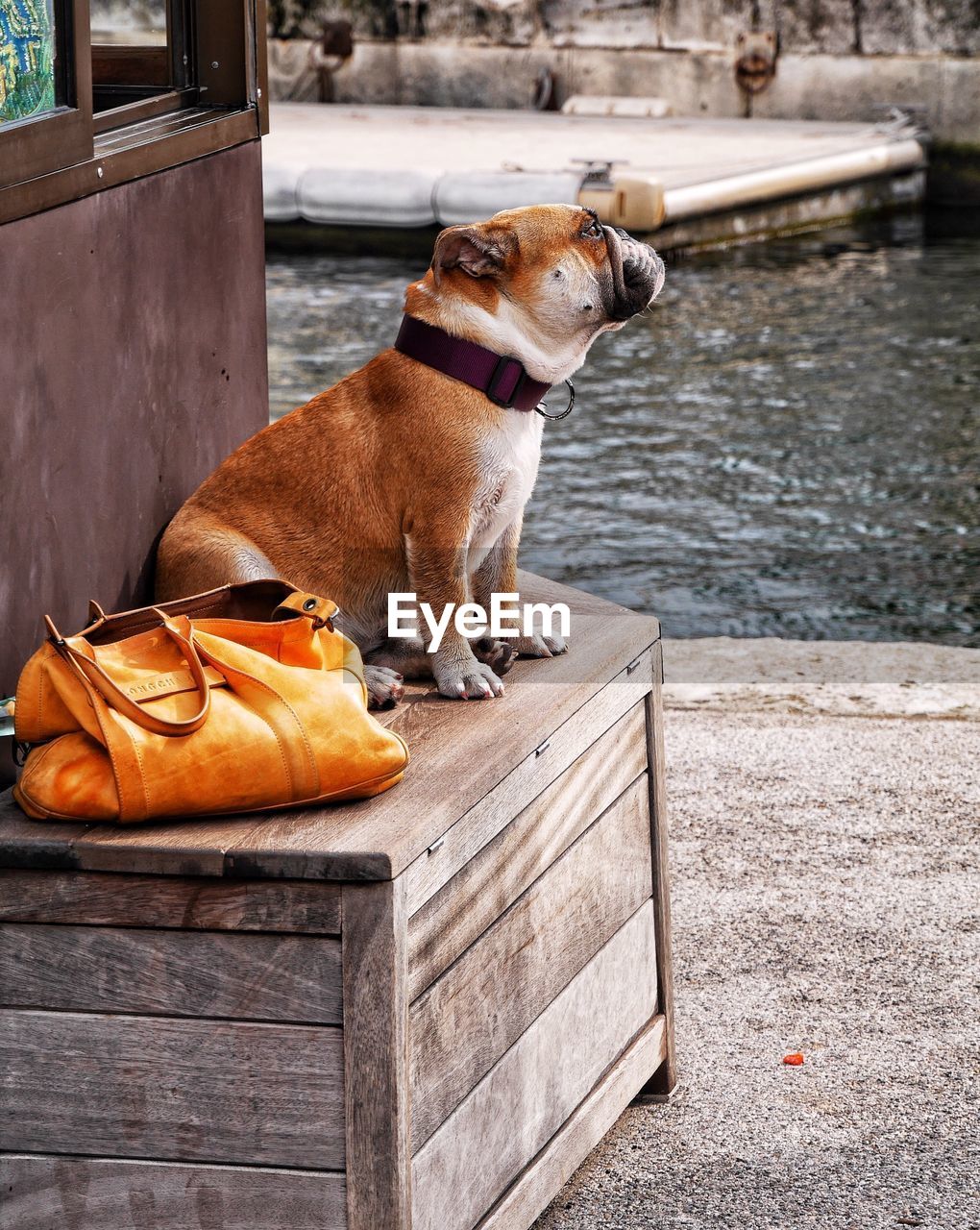 English bulldog sitting with purse on wooden box by river