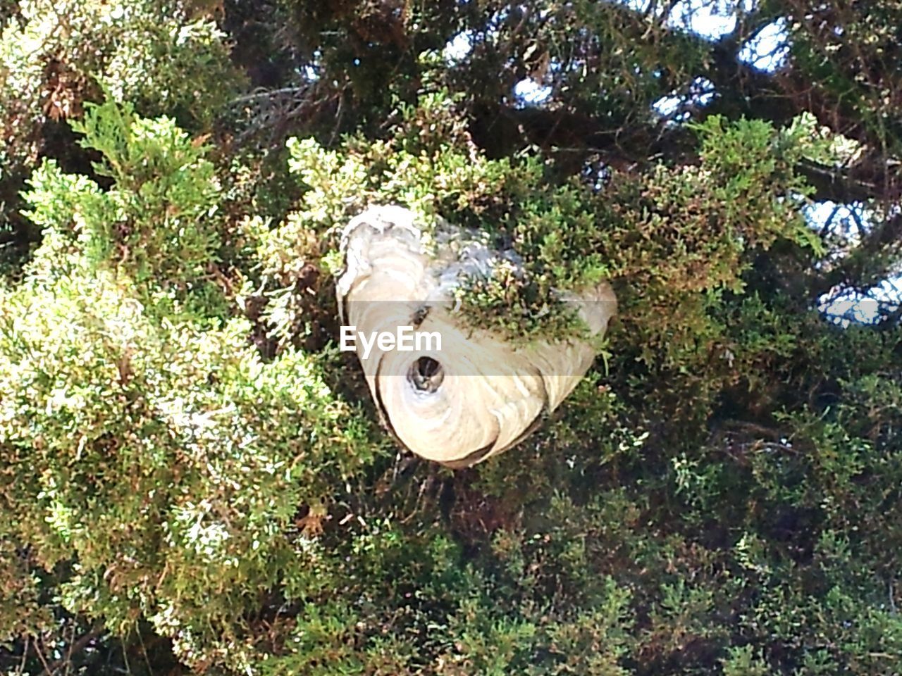 CLOSE-UP OF A BIRD AGAINST PLANTS