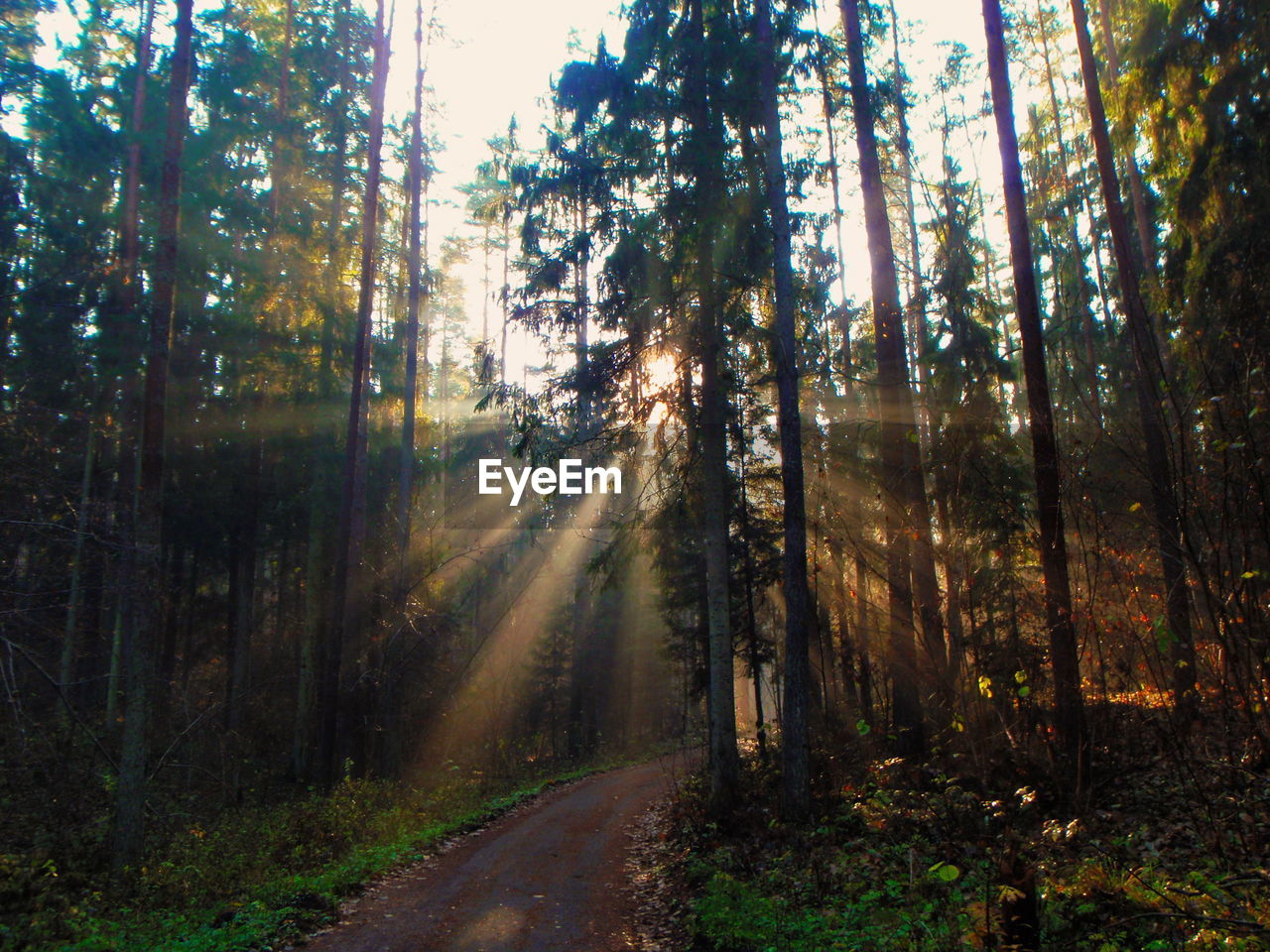 Sunlight streaming through trees in forest