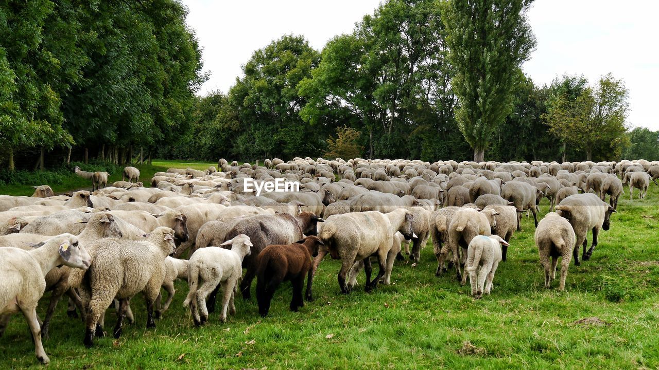 Big herd of sheep on field against trees