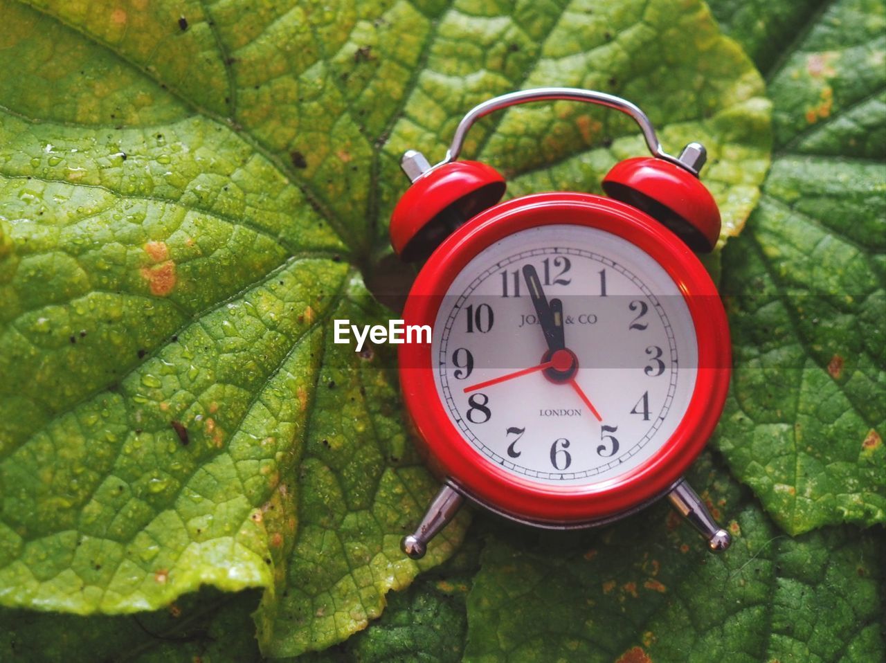 CLOSE-UP OF CLOCK ON PLANTS